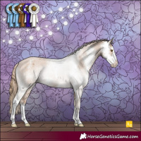 Horse Color:Black Pearl Sabino Appaloosa 
