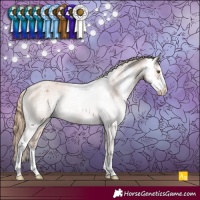 Horse Color:Black Pearl Sabino Appaloosa 