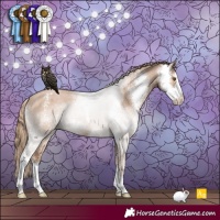 Horse Color:Black Pearl Sabino Appaloosa 