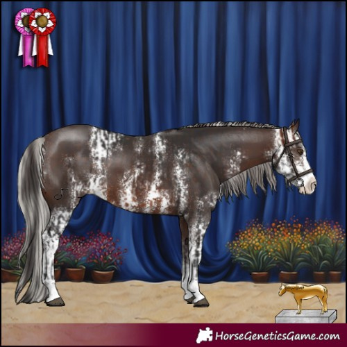 Horse Color:Brown Sabino  and Silver Brown Sabino 