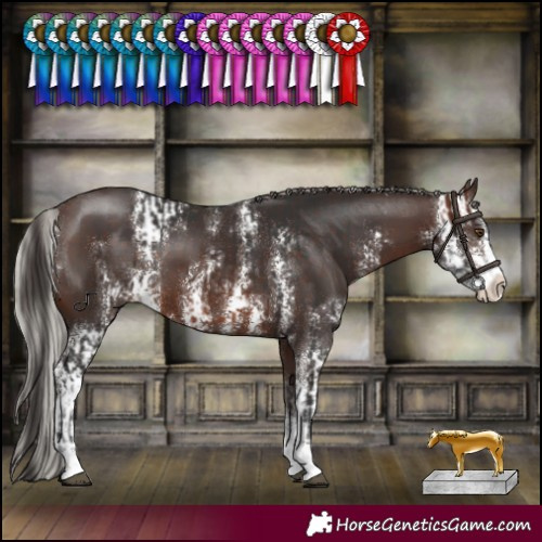 Horse Color:Brown Sabino  and Silver Brown Sabino 