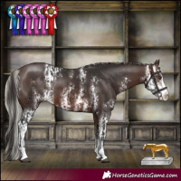 Horse Color:Brown Sabino and Silver Brown Sabino