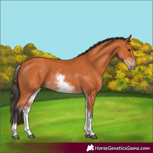 Horse Color:White Spotted Bay 