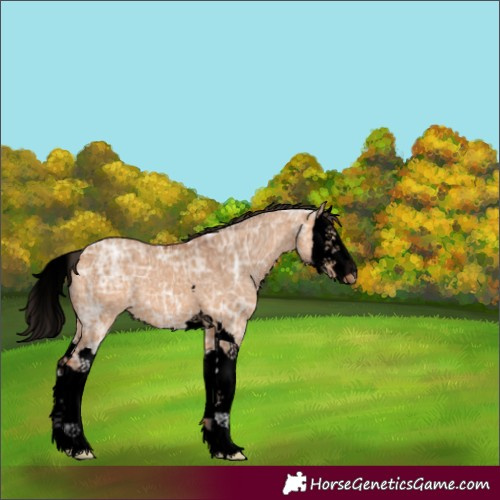 Horse Color:Void Bay Ice Dun Splash 