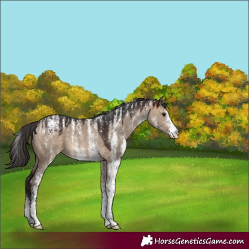 Horse Color:Powder White White Spotted Brown Dun Rabicano