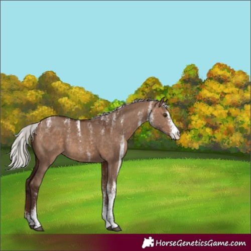 Horse Color:Powder White White Spotted Silver Brown Dun Rabicano