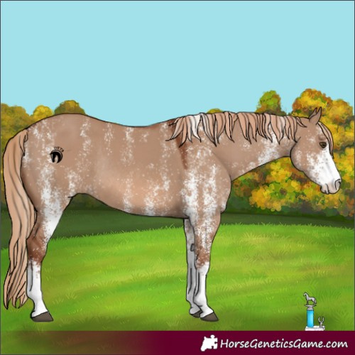 Horse Color:Powder White White Spotted Red Dun Rabicano 