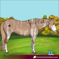 Horse Color:Powder White White Spotted Red Dun Rabicano
