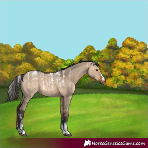 Horse Color:Powder White Bay Dun Rabicano 