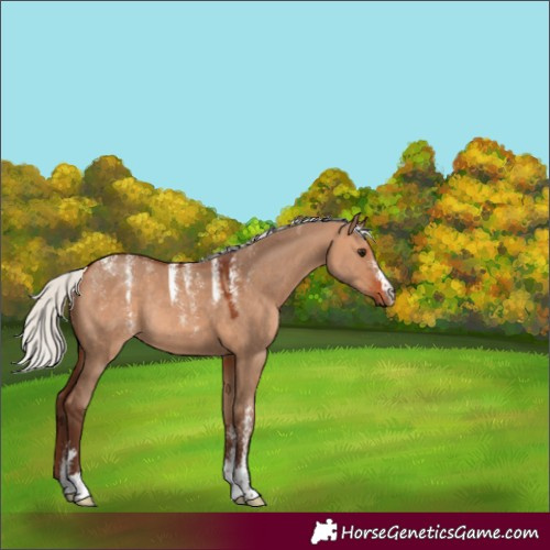 Horse Color:Powder White Silver Bay Dun Rabicano 
