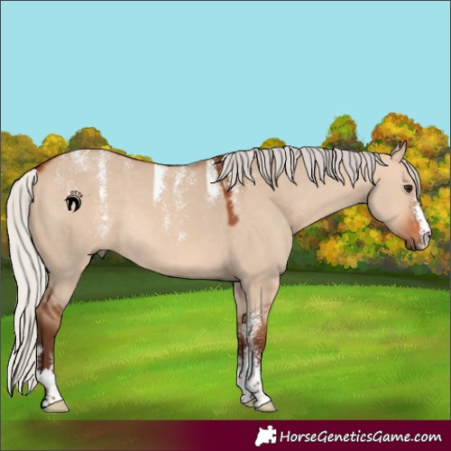 Horse Color:Powder White Silver Bay Dun Rabicano