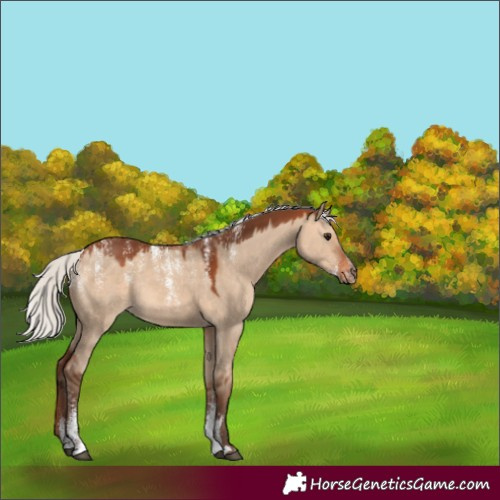 Horse Color:Powder White Silver Bay Dun Rabicano 