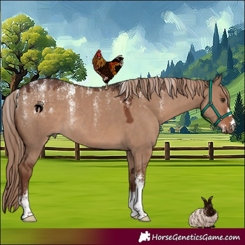 Horse Color:Powder White Liver Red Dun Rabicano 