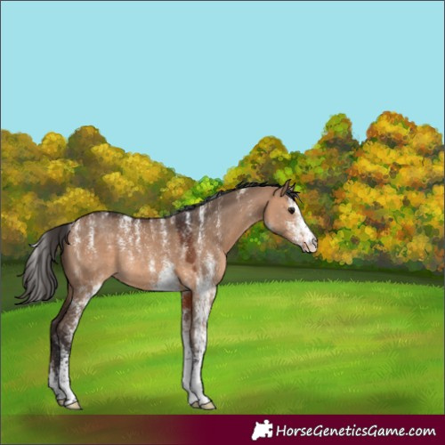 Horse Color:Powder White White Spotted Bay Dun Rabicano 