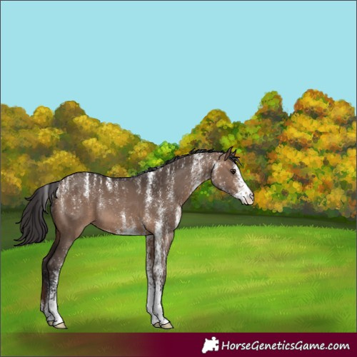 Horse Color:Powder White White Spotted Brown Dun Rabicano 