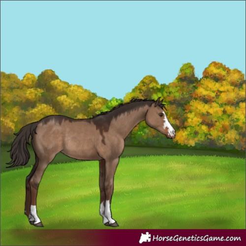 Horse Color:Liver Red Dun Rabicano 