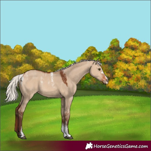 Horse Color:Powder White Silver Bay Dun Rabicano 