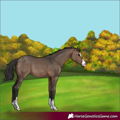 Horse Color:Brown Dun Rabicano 