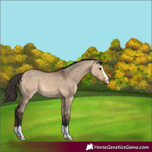 Horse Color:Bay Dun Rabicano 