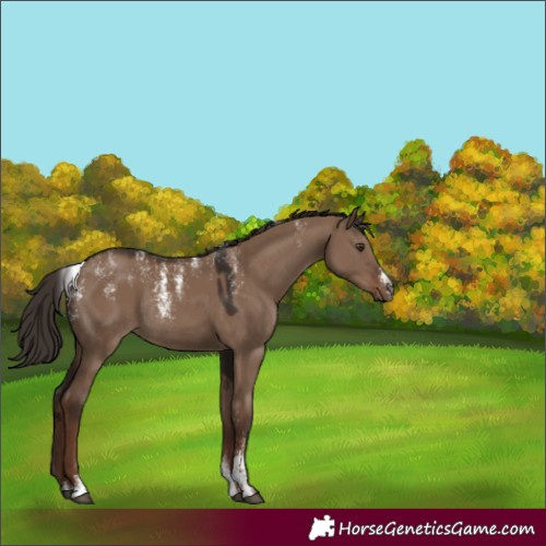 Horse Color:Powder White Liver Red Dun Rabicano 