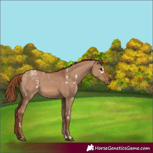 Horse Color:Powder White White Spotted Red Dun Rabicano 