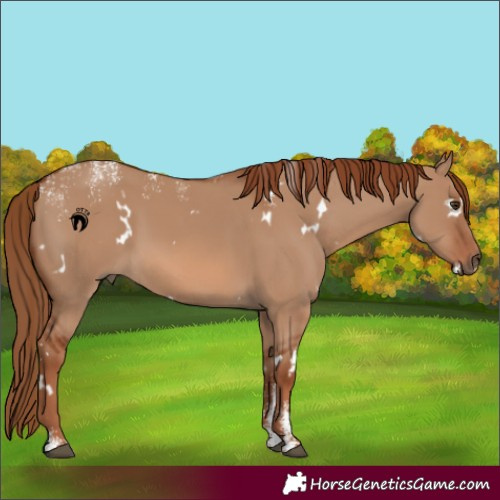 Horse Color:Powder White White Spotted Red Dun Rabicano 