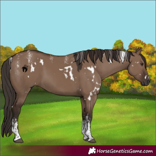 Horse Color:Powder White White Spotted Liver Red Dun Rabicano
