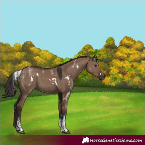 Horse Color:Powder White White Spotted Liver Red Dun Rabicano