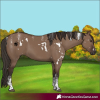 Horse Color:Powder White White Spotted Liver Red Dun Rabicano