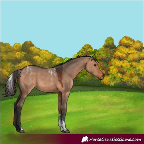 Horse Color:Powder White Bay Dun Rabicano 