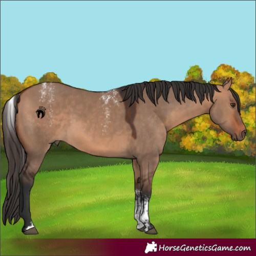 Horse Color:Powder White Bay Dun Rabicano