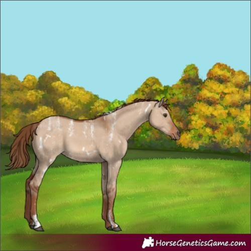 Horse Color:Powder White White Spotted Red Dun Rabicano