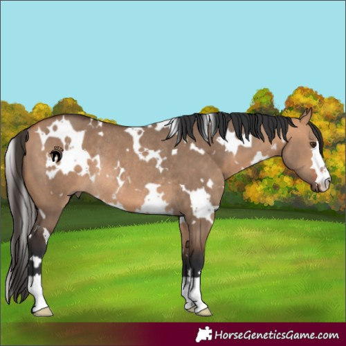 Horse Color:White Spotted Bay Dun Rabicano