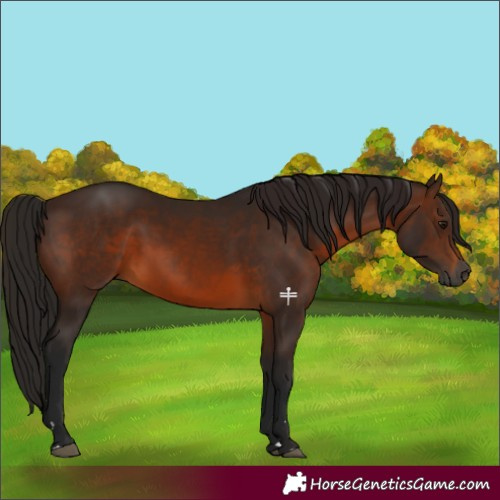 Horse Color:Gray Bay 
