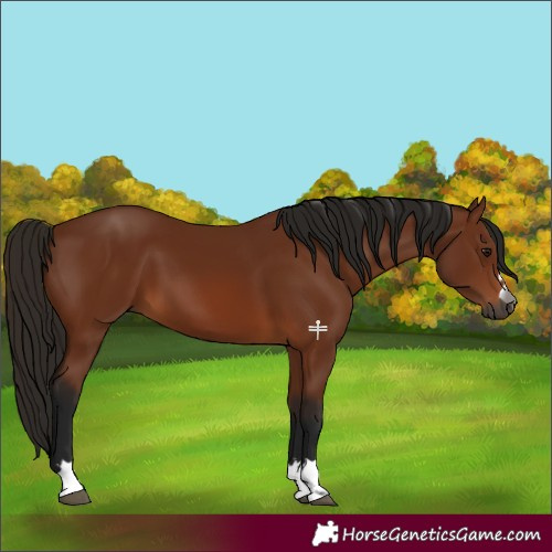 Horse Color:Gray Bay 