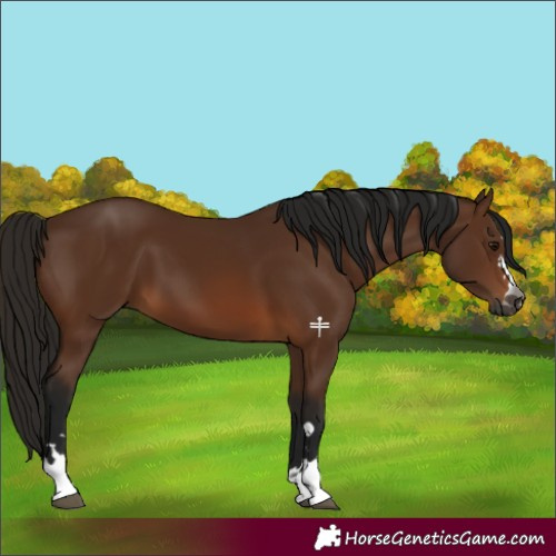 Horse Color:Gray Bay 