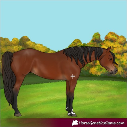 Horse Color:Gray Bay 