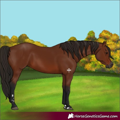 Horse Color:Gray Bay 