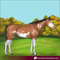 Horse Color:Bay Splash Frame 