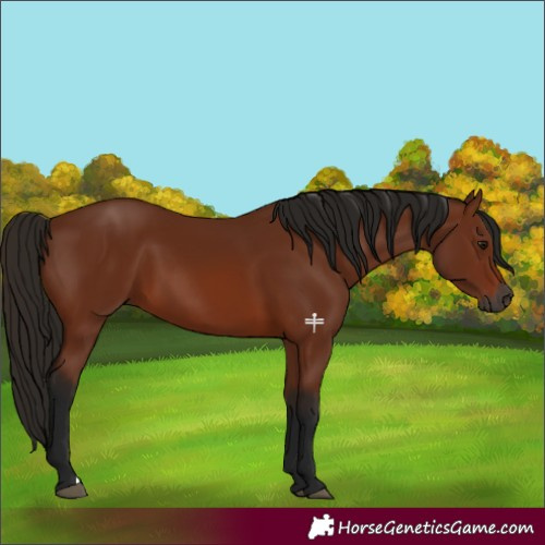Horse Color:Gray Bay 