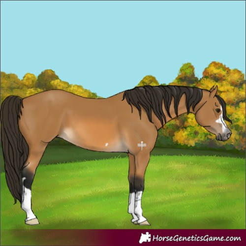 Horse Color:Gray Buckskin 