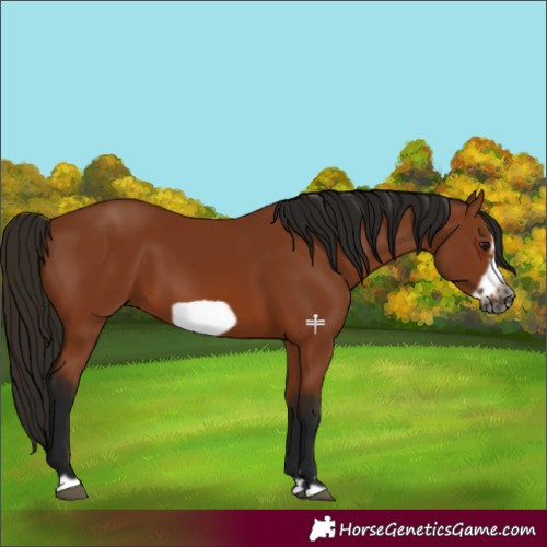 Horse Color:Gray Bay Frame 