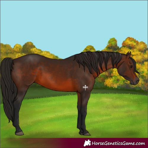 Horse Color:Gray Bay 