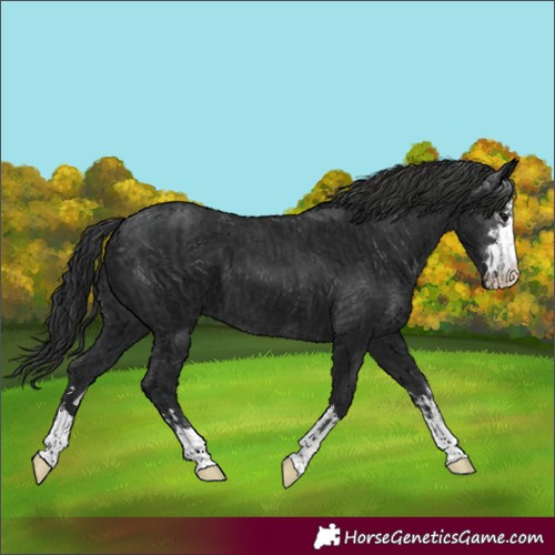 Horse Color:Black  and Gray Black 