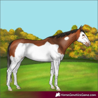 Horse Color:Bay Splash Frame 
