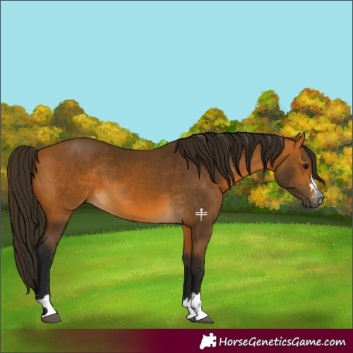 Horse Color:Gray Buckskin 