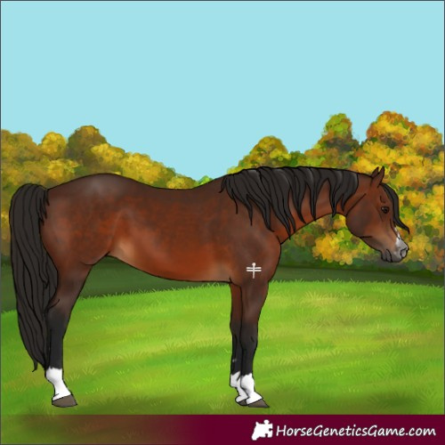 Horse Color:Gray Bay 