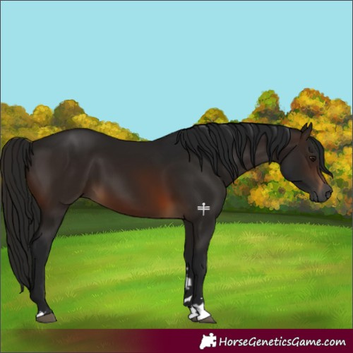 Horse Color:Gray Brown 