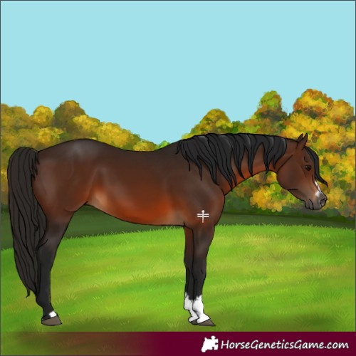 Horse Color:Gray Bay 