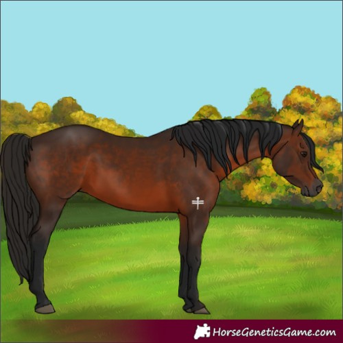 Horse Color:Gray Bay 
